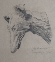 Unleserlich signiert - Hundekopf - 1921 - Bleistift / Kohle