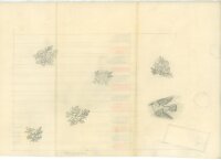 unbekannt - Skizze Tauben und Blumensträuße -...