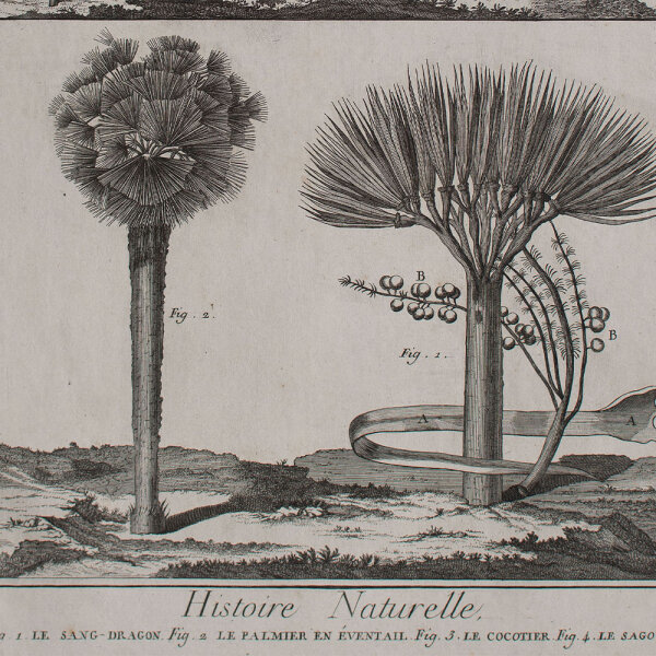 Bertrand Defehrt nach Francois Nicolas Martinet - Histoire Naturelle. Le Sang-Dragon - o.J. - Kupferstich