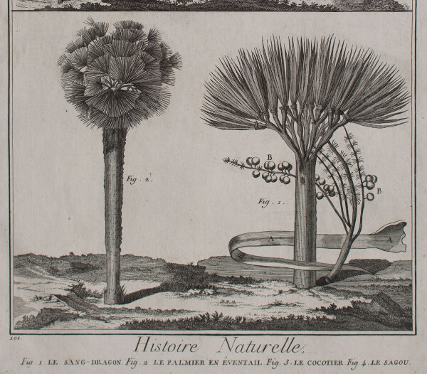 Bertrand Defehrt nach Francois Nicolas Martinet - Histoire Naturelle. Le Sang-Dragon - o.J. - Kupferstich