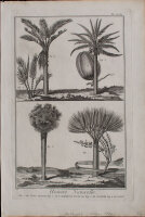 Bertrand Defehrt nach Francois Nicolas Martinet - Histoire Naturelle. Le Sang-Dragon - o.J. - Kupferstich