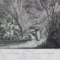 Johann Elias Ridinger - Nimmersatt! - o.J. - Radierung