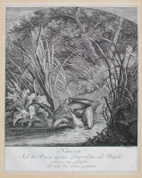 Johann Elias Ridinger - Nimmersatt! - o.J. - Radierung