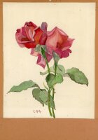 unbekannt - Rosen - o.J. - Aquarell