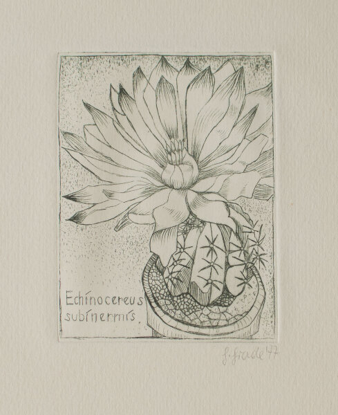 Unbekannt - Echinocereus subinermis - 1977 - Radierung in Grün auf chamoisfarbenem Bütten