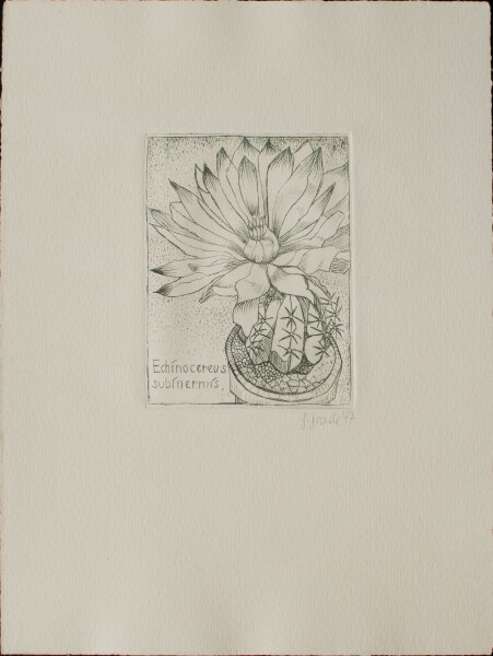 Unbekannt - Echinocereus subinermis - 1977 - Radierung in Grün auf chamoisfarbenem Bütten
