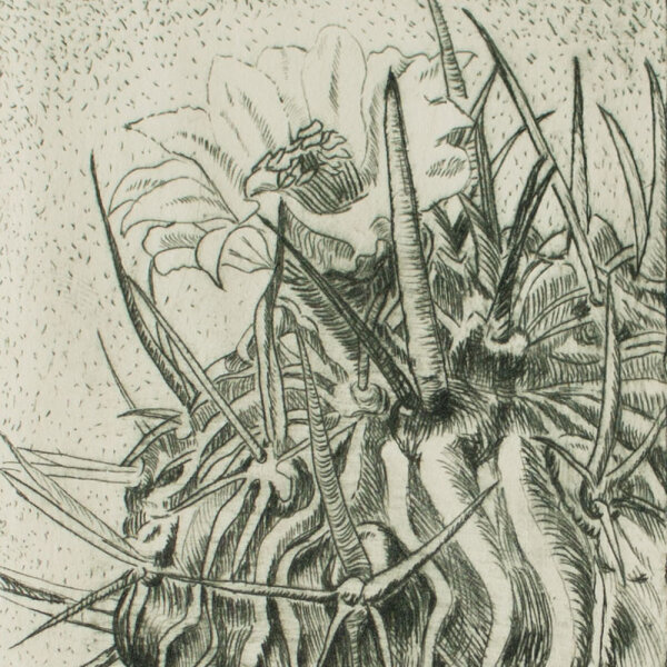 Unbekannt - Echinofossulocactus pentacanthus - 1977 - Radierung in Grün auf chamoisfarbenem Bütten