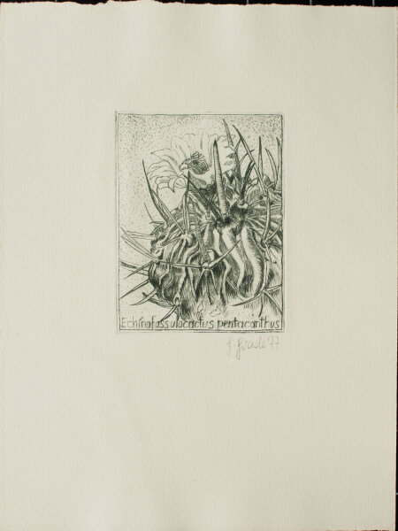 Unbekannt - Echinofossulocactus pentacanthus - 1977 - Radierung in Grün auf chamoisfarbenem Bütten