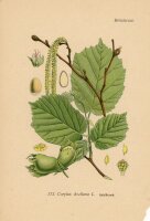unbekannt - Corylus Avellana L. - o.J. - Druckgrafik