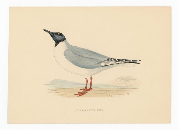 unbekannt - Bonaparte Gull (Bonapartemöwe) - o.J. - kolorierter Stahlstich