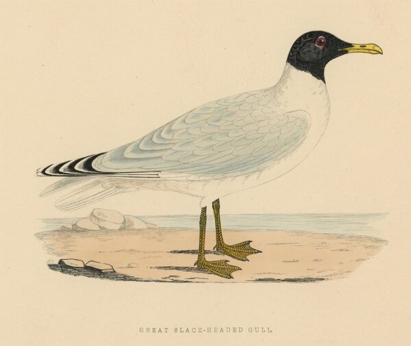 unbekannt - Great Black Headed Gull (Fischmöwe) - o.J. - kolorierter Stahlstich