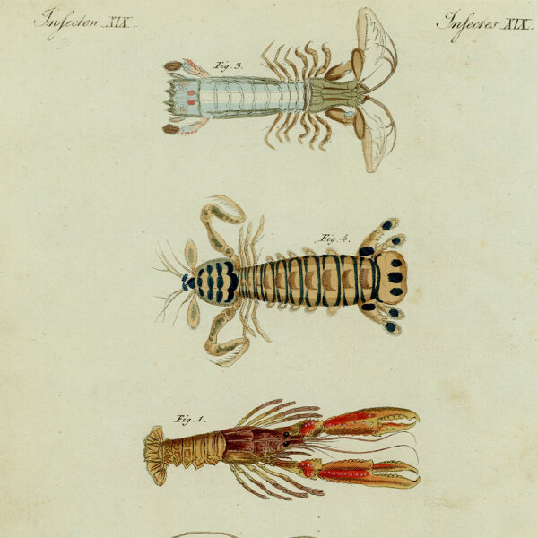 unbekannt - Insekten - o.J. - kolorierter Kupferstich