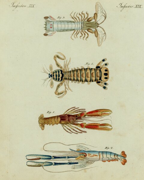 unbekannt - Insekten - o.J. - kolorierter Kupferstich