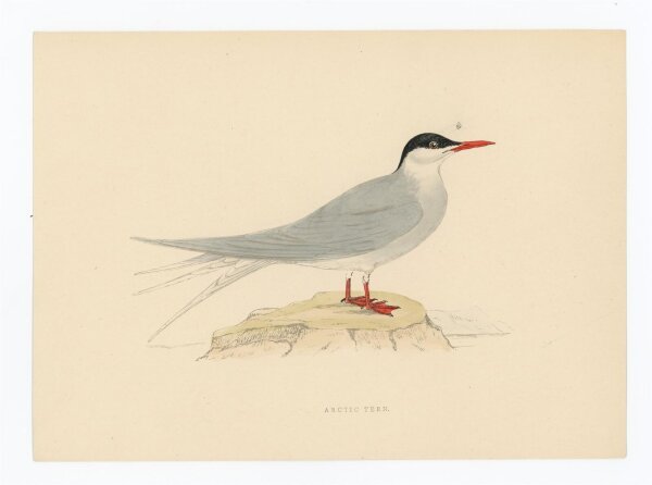 unbekannt - Arctic Tern (Küstenseeschwalbe) - o.J. - kolorierter Stahlstich