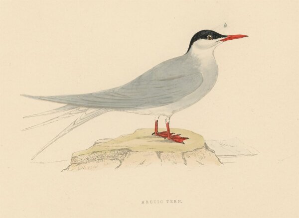 unbekannt - Arctic Tern (Küstenseeschwalbe) - o.J. - kolorierter Stahlstich