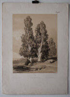 Alexandre Calame - Cyprès - o.J. - getönten...