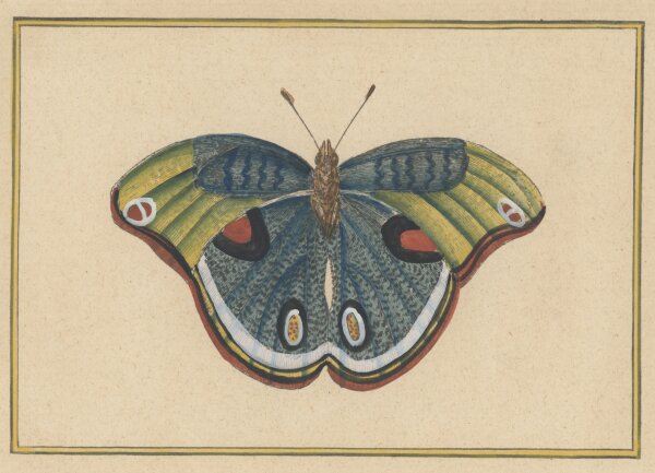 unbekannt - Schmetterling - o.J. - coloriert Kupferstich