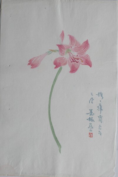 unbekannt chinesisch - Amaryllis - o.J. - Farbholzschnitt auf Japanpapier
