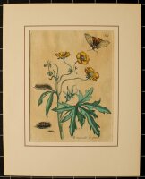 Maria Sibylla Merian nach - Renoncule de prez...