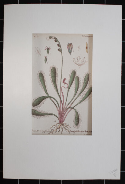 F. Kirchner - Droseraceae, Drosera longifolia (Sonnentaugewächs) - undatiert - Kupferstich