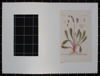 F. Kirchner - Droseraceae, Drosera longifolia...