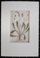 F. Kirchner - Droseraceae, Drosera longifolia (Sonnentaugewächs) - undatiert - Kupferstich
