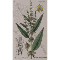 F. Kirchner? - Rumex Obtusifolius (Stumpfblättriger...