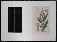 F. Kirchner? - Rumex Obtusifolius (Stumpfblättriger...