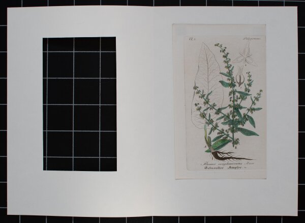 F. Kirchner? - Rumex Conglomeratus (Knäul-Ampfer) - undatiert - Kupferstich