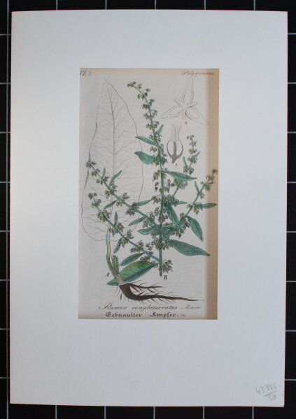 F. Kirchner? - Rumex Conglomeratus (Knäul-Ampfer) - undatiert - Kupferstich