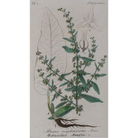 F. Kirchner? - Rumex Conglomeratus (Knäul-Ampfer) -...