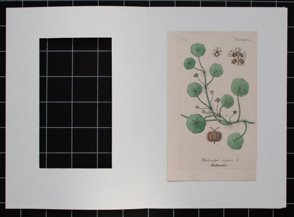 F. Kirchner? - Hydrocotyle vulgaris (Wassernabel) - undatiert - Kupferstich
