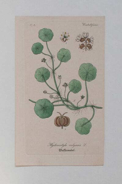 F. Kirchner? - Hydrocotyle vulgaris (Wassernabel) - undatiert - Kupferstich