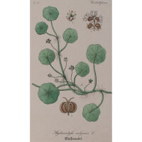 F. Kirchner? - Hydrocotyle vulgaris (Wassernabel) -...