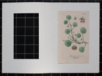 F. Kirchner? - Hydrocotyle vulgaris (Wassernabel) -...