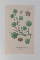 F. Kirchner? - Hydrocotyle vulgaris (Wassernabel) - undatiert - Kupferstich