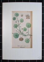 F. Kirchner? - Hydrocotyle vulgaris (Wassernabel) - undatiert - Kupferstich