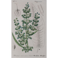 F. Kirchner? - Rumex Maximus (Großer Ampfer) -...