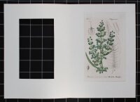 F. Kirchner? - Rumex Maximus (Großer Ampfer) -...