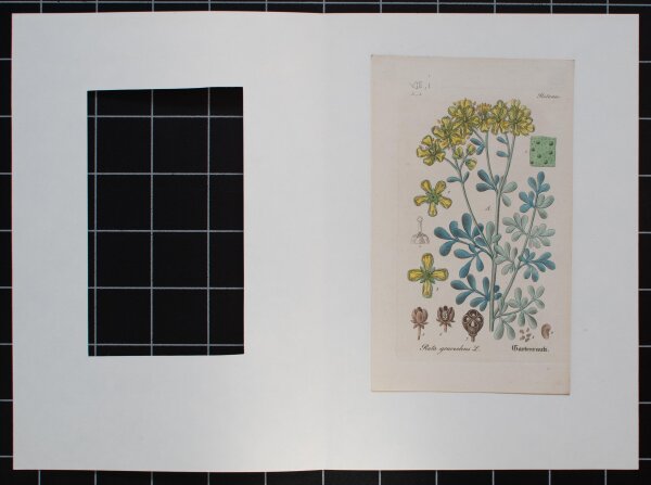 F. Kirchner? - Ruta Graveolens (Gartenraute) - undatiert - Kupferstich