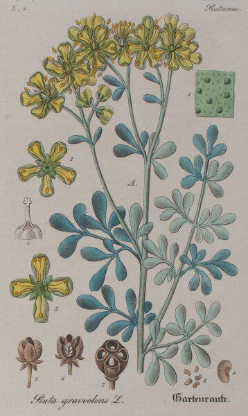 F. Kirchner? - Ruta Graveolens (Gartenraute) - undatiert - Kupferstich