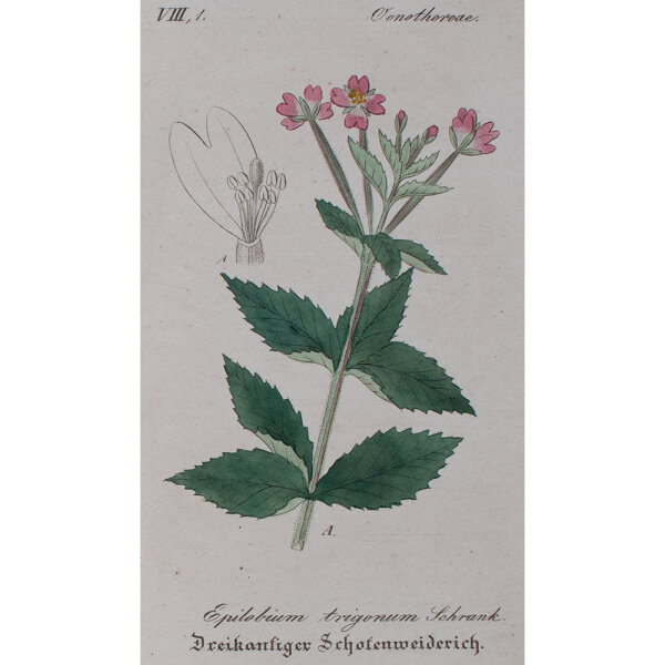 F. Kirchner? - Epilobium Trigonum (Schotenweiderich) - undatiert - Kupferstich