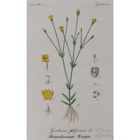 F. Kirchner? - Gentiana filifornis (Fadenförmiger...