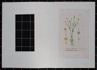 F. Kirchner? - Gentiana filifornis (Fadenförmiger...