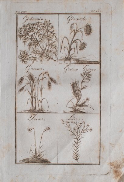 unbekannt - Enzyklopädische Bildtafel. Pflanzen - undatiert - Kupferstich