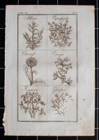 unbekannt - Enzyklopädische Bildtafel. Pflanzen -...