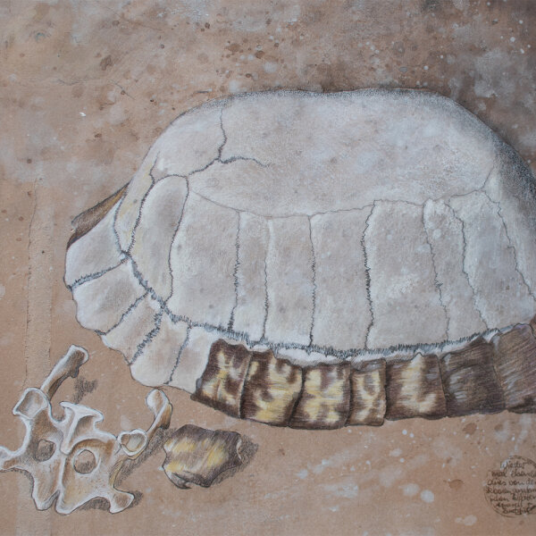 unbekannt - Landschildkröte (Testudinidae) - 1993 - Aquarell und Buntstift