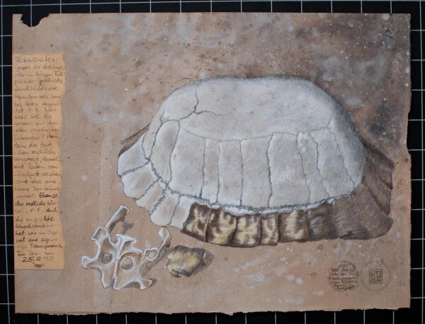 unbekannt - Landschildkröte (Testudinidae) - 1993 - Aquarell und Buntstift