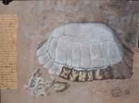 unbekannt - Landschildkröte (Testudinidae) - 1993 - Aquarell und Buntstift