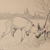 Eugen Osswald - Junger Rehbock - undatiert -...